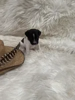 Jrtca Rocky, a male Jack Russell Terrier for sale in Benton, IL – Photo 5 of 5