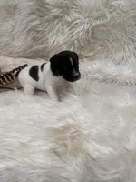 Jrtca Rocky, a male Jack Russell Terrier for sale in Benton, IL – Photo 4 of 5