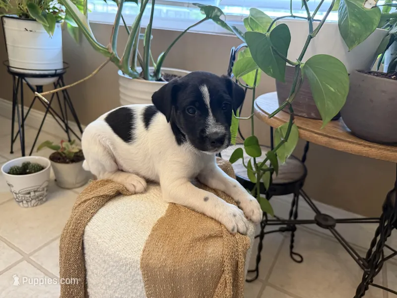 Jrtca Rocky – Jack Russell Terrier puppy for sale in Benton, IL