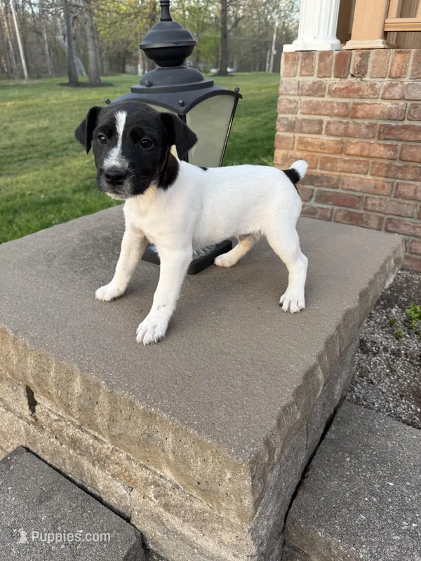Jrtca Rocky – Jack Russell Terrier puppy for sale in Benton, IL