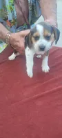 AKC Tia, a female Beagle for sale in Benton, IL – 3 of 3