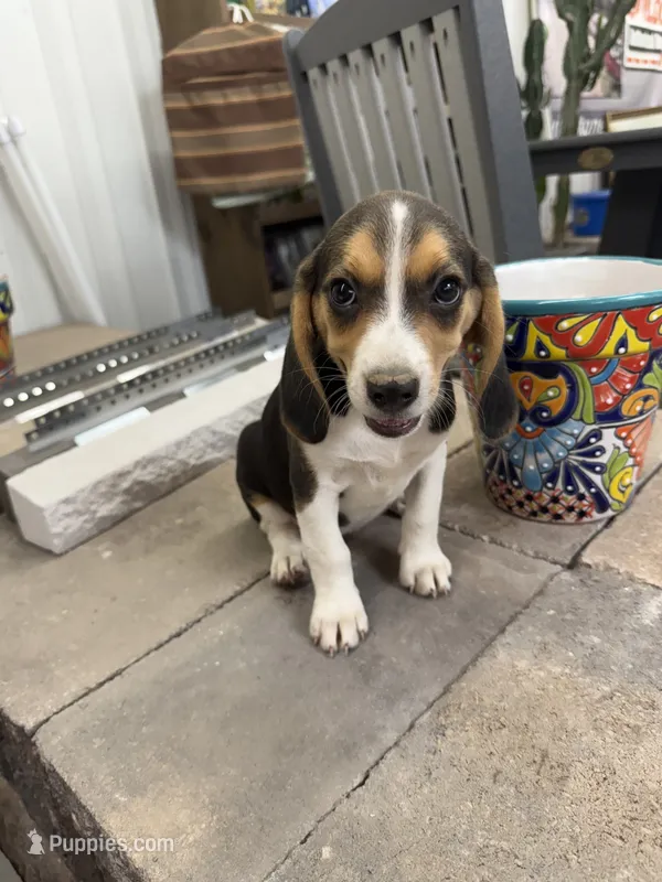 Sadie – Beagle puppy for sale in Benton, IL