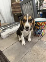 Sadie, a female Beagle for sale in Benton, IL – 1 of 4