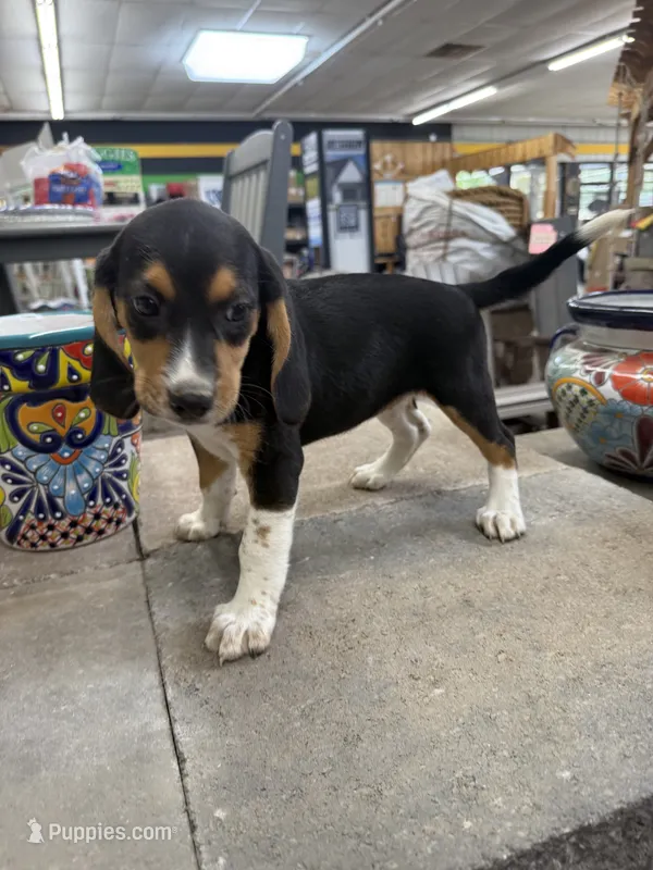 Sammy – Beagle puppy for sale in Benton, IL