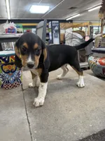 Sammy, a female Beagle for sale in Benton, IL – 1 of 4