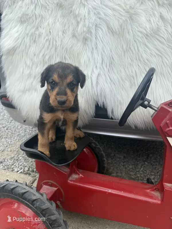 AKC Zander Special Needs – Airedale Terrier puppy for sale in Benton, IL