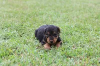 AKC Trina , a female Airedale Terrier for sale in Benton, IL – 4 of 4