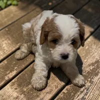 REDUCED Cubby, a male Cavapoo for sale in Edwardsburg, MI – 2 of 2