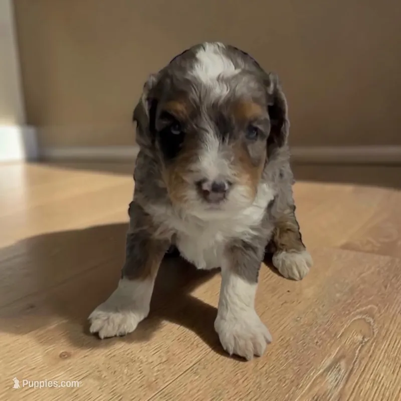 Bert – Miniature Bernedoodle puppy for sale in Edwardsburg, MI