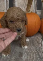 Maverick , a male Miniature Goldendoodle for sale in Edwardsburg, MI – 1 of 3