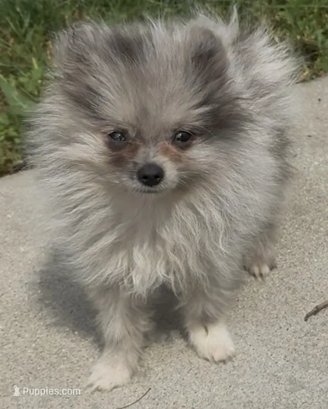 Pepper – Pomeranian puppy for sale in Edwardsburg, MI