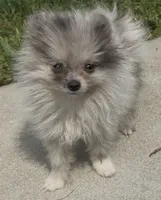 Pepper, a male Pomeranian for sale in Edwardsburg, MI – 1 of 2