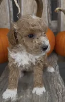 Milo, a male Miniature Goldendoodle for sale in Edwardsburg, MI – 1 of 2