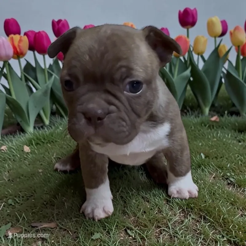 Fallon – Frenchton puppy for sale in Edwardsburg, MI