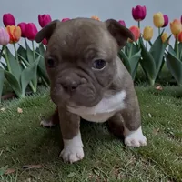 Fallon, a female Frenchton for sale in Edwardsburg, MI – 1 of 1