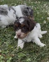 Precious, a female Poodle - Miniature  for sale in Edwardsburg, MI – 1 of 3