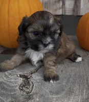 Sissy, a female Shihpoo for sale in Edwardsburg, MI – 2 of 3