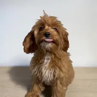 Cleo, a female Cavapoo for sale in Edwardsburg, MI – 2 of 2