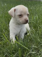 Chico, a male Chihuahua for sale in Edwardsburg, MI – 3 of 4