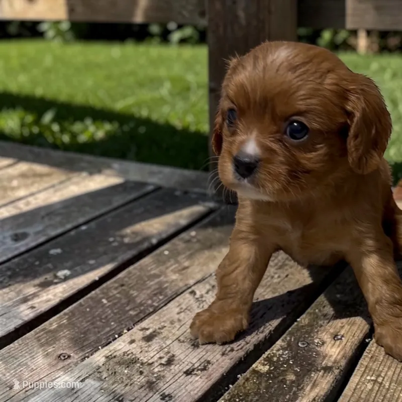 Chippy – Cavalier King Charles Spaniel puppy for sale in Edwardsburg, MI