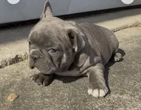 Felix, a male Frenchton for sale in Edwardsburg, MI – 3 of 3