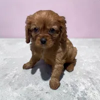 Copper, a male Cavalier King Charles Spaniel for sale in Edwardsburg, MI – 1 of 2
