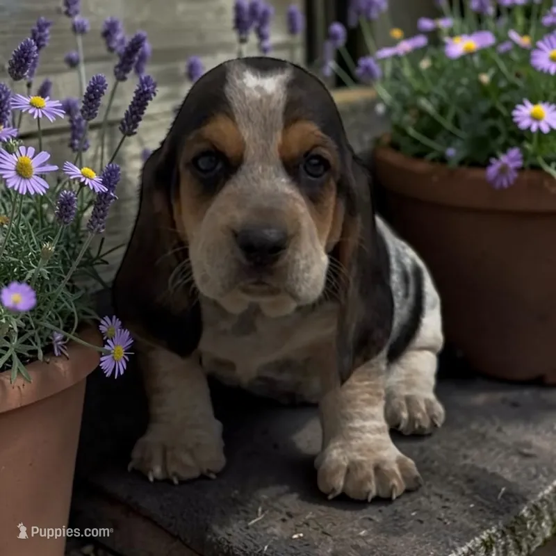Annabelle – Basset Hound puppy for sale in Edwardsburg, MI