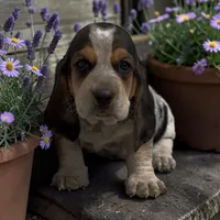 Annabelle, a female Basset Hound for sale in Edwardsburg, MI – 1 of 3