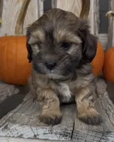 Star, a female Shihpoo for sale in Edwardsburg, MI – 3 of 3