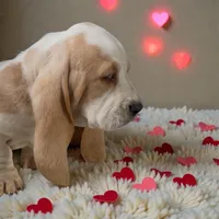 processed/2f51ba80-12cc-4758-87e8-b8f375024b20/listing/1a7f3f30-f658-46b1-88c3-31e5d5ee638e/2d9d77f9-53e8-4a29-8145-adde70b23aec