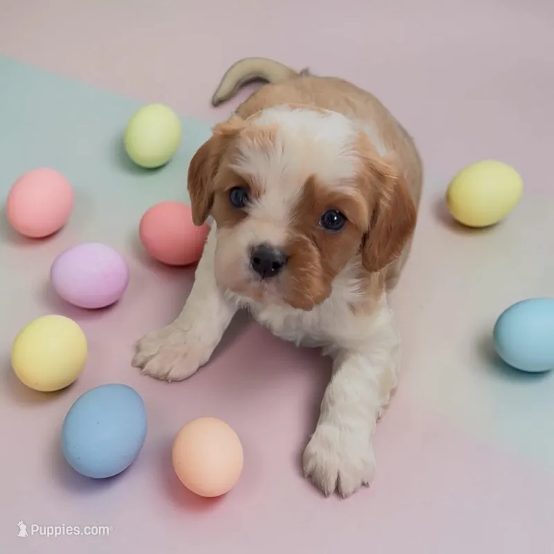 Colter – Cavalier King Charles Spaniel puppy for sale in Edwardsburg, MI