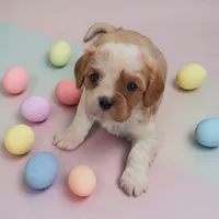 Colter, a male Cavalier King Charles Spaniel for sale in Edwardsburg, MI – 2 of 2