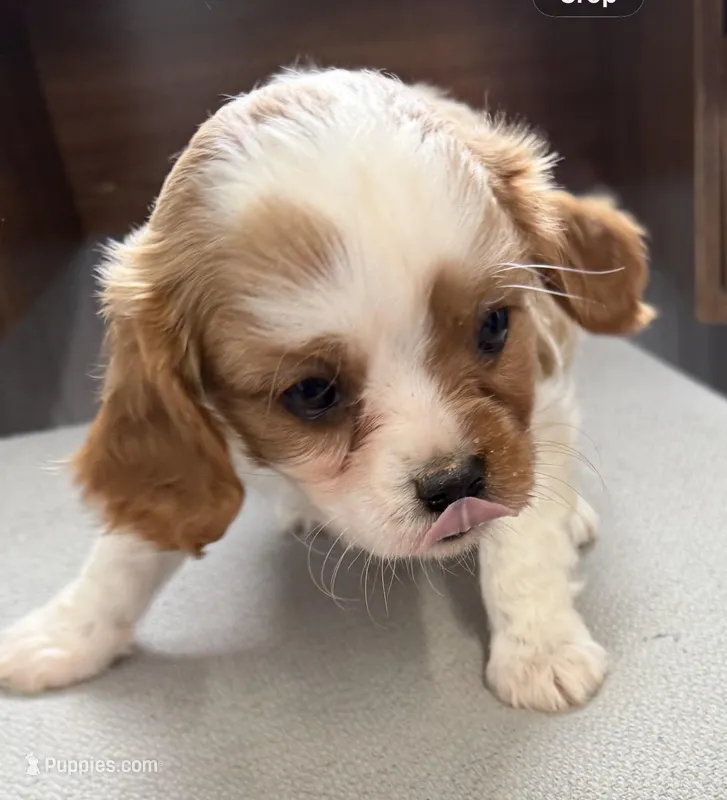 Colter – Cavalier King Charles Spaniel puppy for sale in Edwardsburg, MI