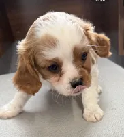 Colter, a male Cavalier King Charles Spaniel for sale in Edwardsburg, MI – 1 of 2