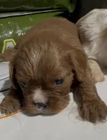 Chippy, a male Cavalier King Charles Spaniel for sale in Edwardsburg, MI – 2 of 2