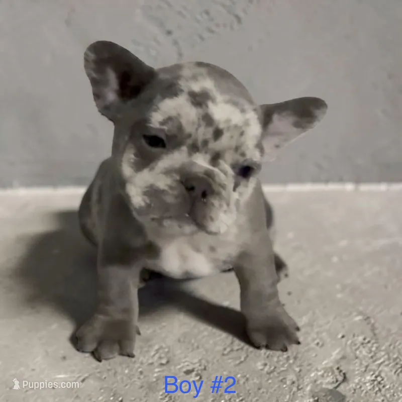 Frank – French Bulldog puppy for sale in Edwardsburg, MI