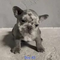 Frank, a male French Bulldog for sale in Edwardsburg, MI – 1 of 2