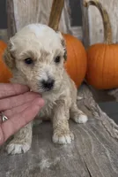 Magnus, a male Miniature Goldendoodle for sale in Edwardsburg, MI – 2 of 2
