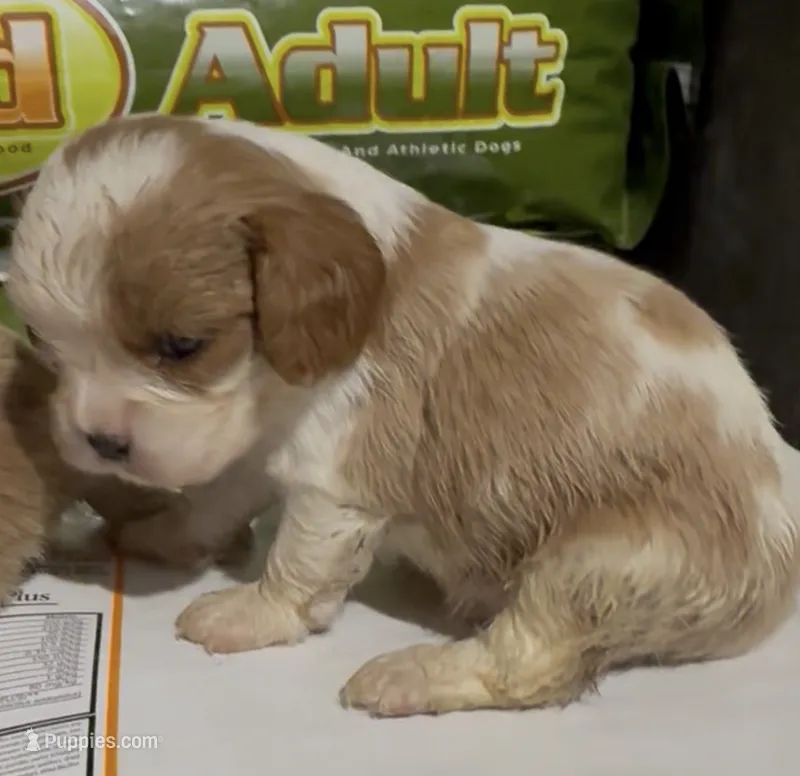 Caine – Cavalier King Charles Spaniel puppy for sale in Edwardsburg, MI
