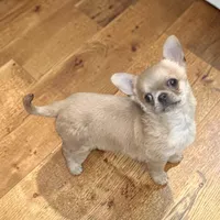 Bandito, a male Chihuahua for sale in Edwardsburg, MI – Photo 1 of 2