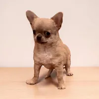 Bandito, a male Chihuahua for sale in Edwardsburg, MI – Photo 2 of 2