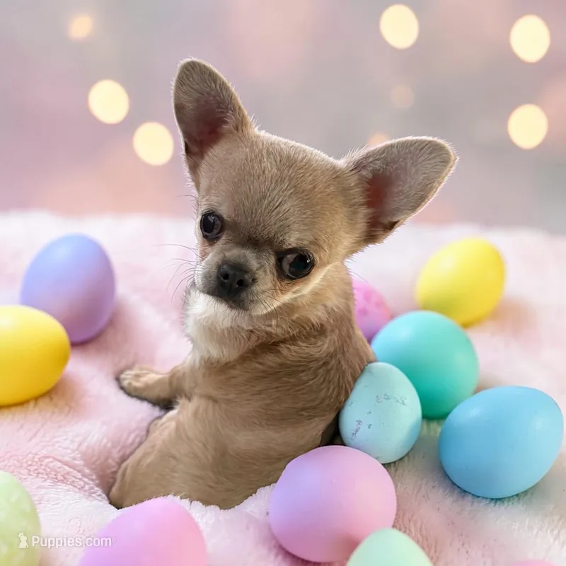 Bandito – Chihuahua puppy for sale in Edwardsburg, MI