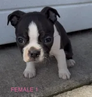 Betty Boop, a female Boston Terrier for sale in Edwardsburg, MI – 2 of 3