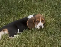 Bruiser, a male Basset Hound for sale in Edwardsburg, MI – 3 of 3