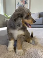 Bernie, a male Bernedoodle for sale in Edwardsburg, MI – 2 of 2
