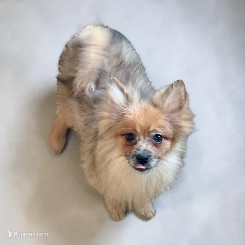 Polly REDUCED  – Pomeranian puppy for sale in Edwardsburg, MI