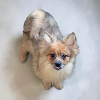 Polly REDUCED , a female Pomeranian for sale in Edwardsburg, MI – 1 of 4
