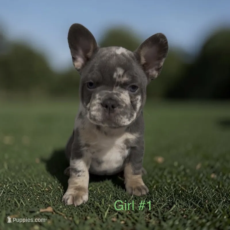 REDUCEDFibbie – French Bulldog puppy for sale in Edwardsburg, MI