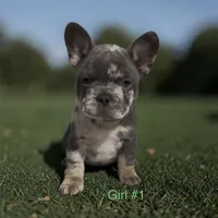 REDUCEDFibbie, a female French Bulldog for sale in Edwardsburg, MI – 1 of 1
