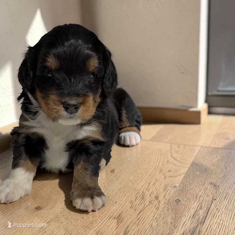 Bunny – Miniature Bernedoodle puppy for sale in Edwardsburg, MI